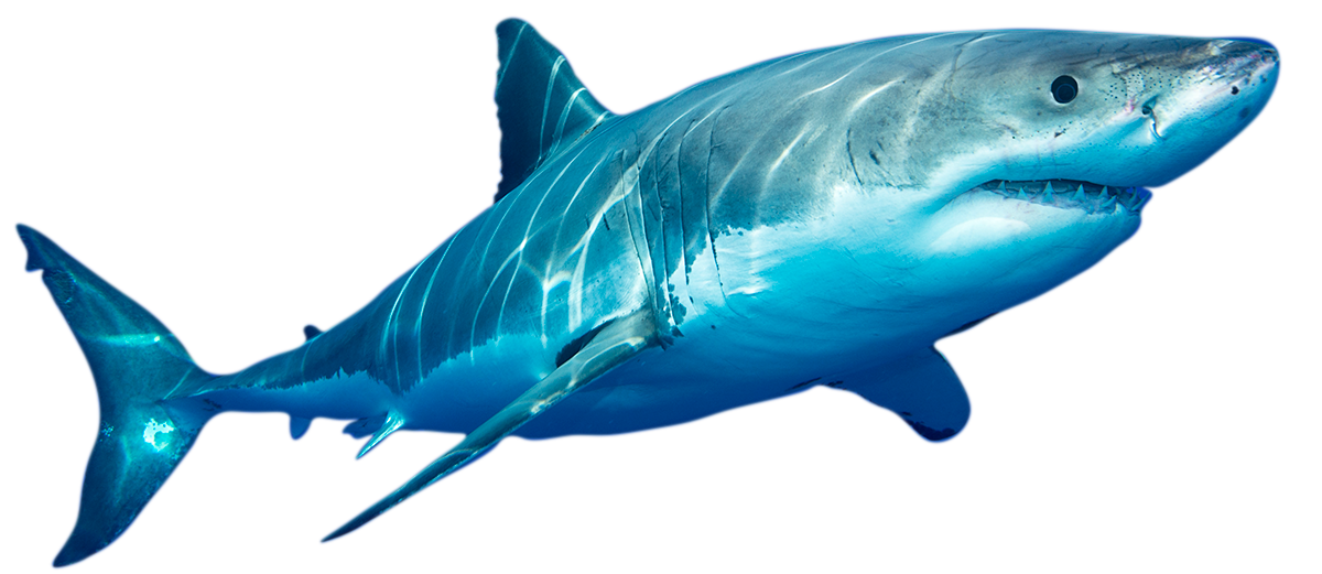 photo of white shark