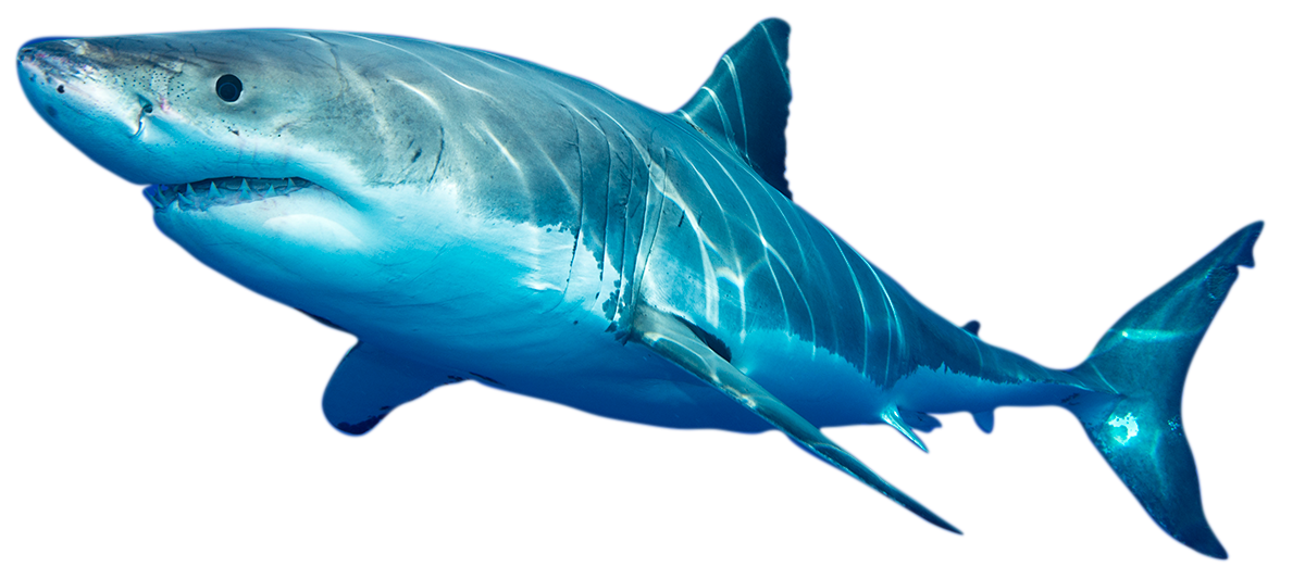 photo of white shark