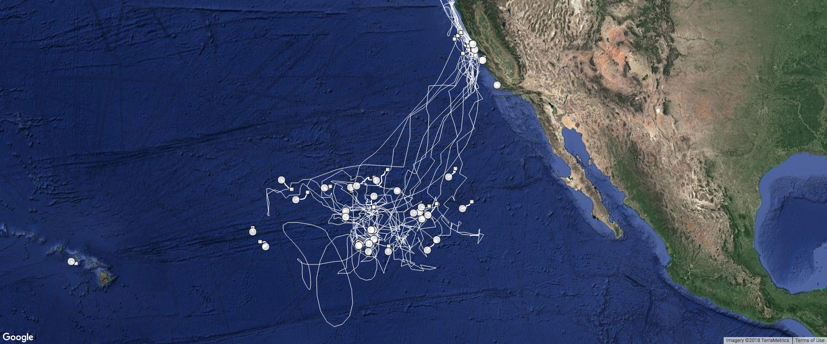 map of white shark migration patterns in pacific ocean
