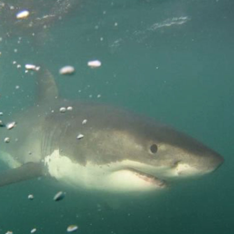 close-up photo of white shark